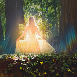 The Fairy Woods