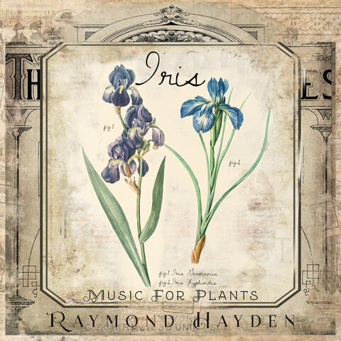 Iris