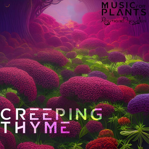 Creeping Thyme