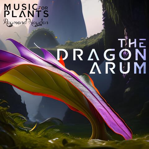 The Dragon Arum