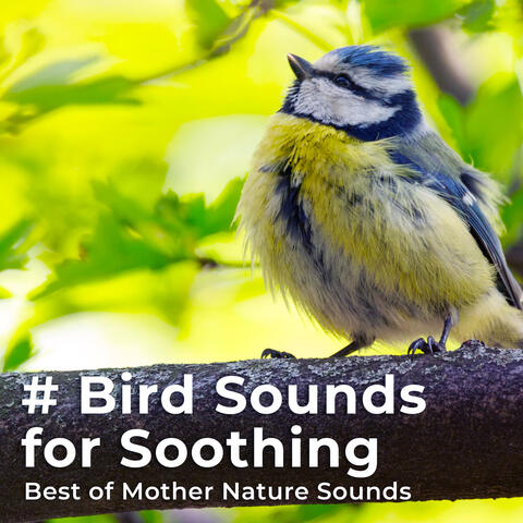 # Bird Sounds for Soothing