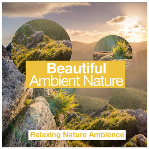 Beautiful Ambient Nature