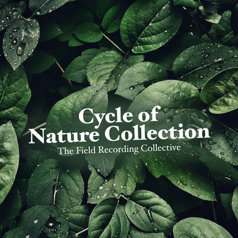 Cycle of Nature Collection