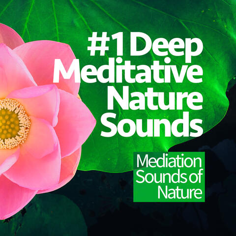 #1 Deep Meditative Nature Sounds