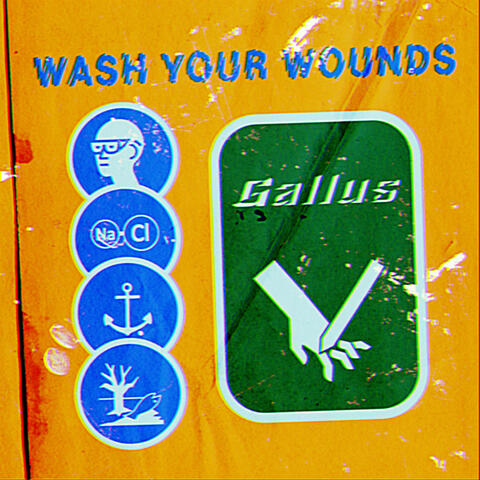Gallus