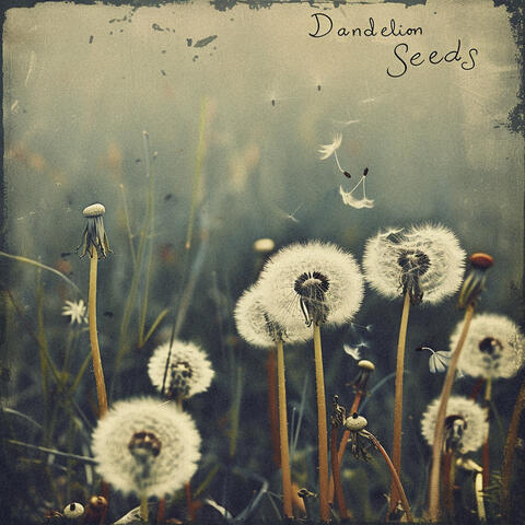 Dandelion Seeds