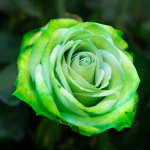 The stairway to heaven