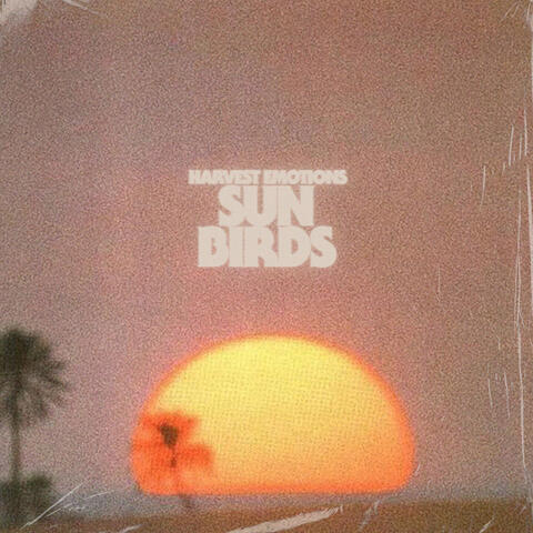 Sun Birds
