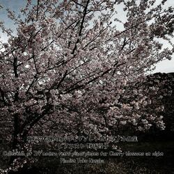Row of Cherry Blossom Trees～Modern Piano Work Yn8