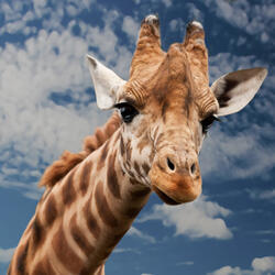 The Giraffe Song / Giraffe Has a Long Neck