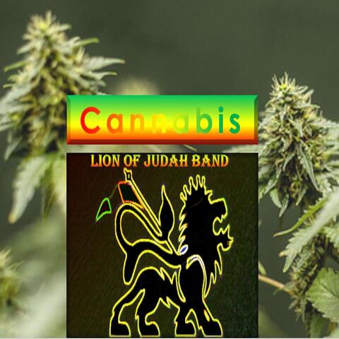 Cannabis