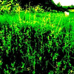 Bradlaugh Fields Forever