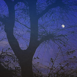 The Moon Is A Harsh Mistress