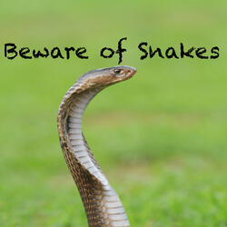Beware of Snakes