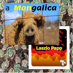 A Mangalica