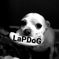 Lap Dog