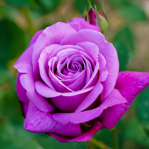 a scent that doesn’t disappear