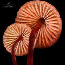 Mycena Media - Sugarcoast