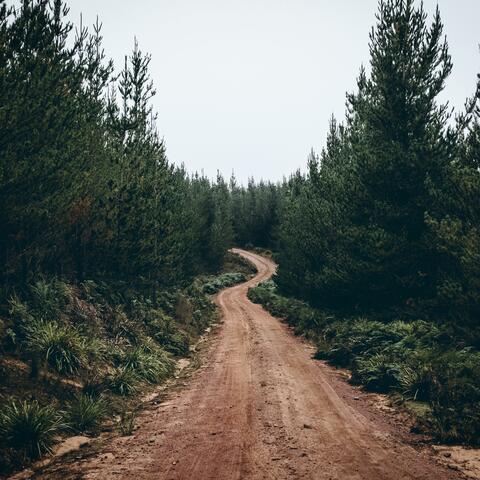 In the Woods