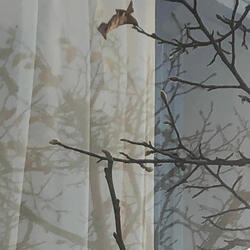 Im Winter gewachsener Baum