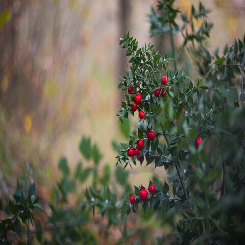 Yule