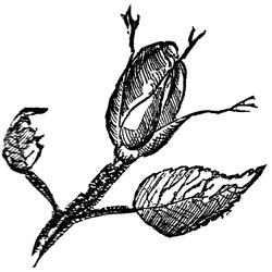 Buds