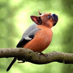 Dogs & Birds
