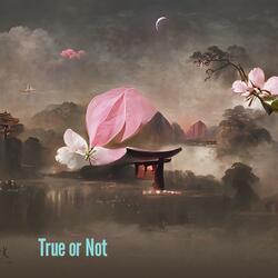 True or Not