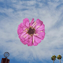 zinnia