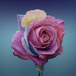 pink rose (rainy day)