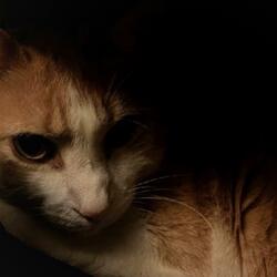 Nocturnal Animal