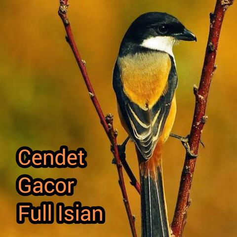 Cendet Gacor Full Isian