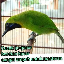 Sound of bird