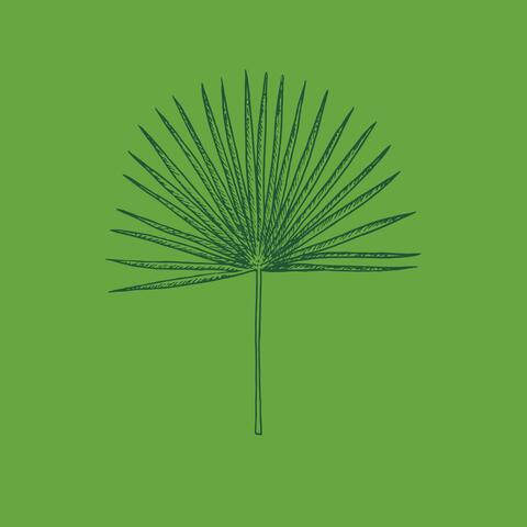 Wind Blown (the Sabal’s last word)