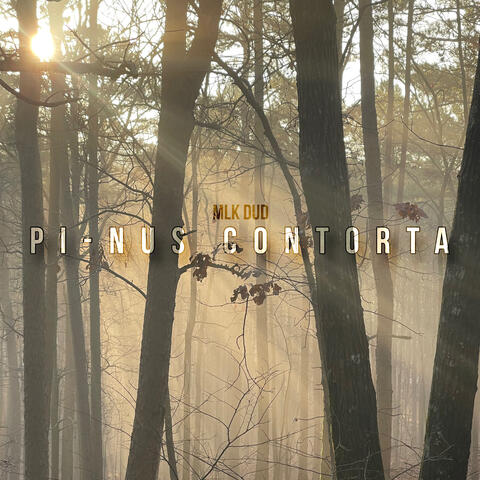 Pi-nus Contorta