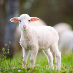 Shepherd King-Psalm 23