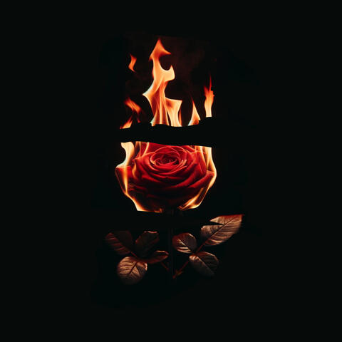 Nocturnal Summer