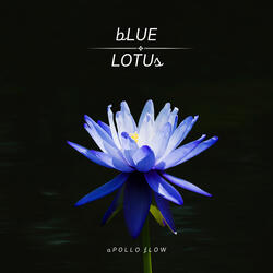 Blue Lotus