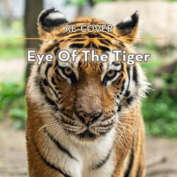 Eye Of The Tiger (Unplugged)
