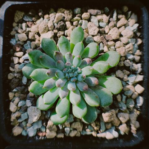 Succulent