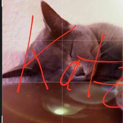 Katze