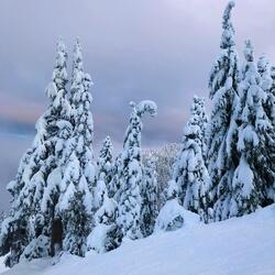 Song For a Winter’s Night