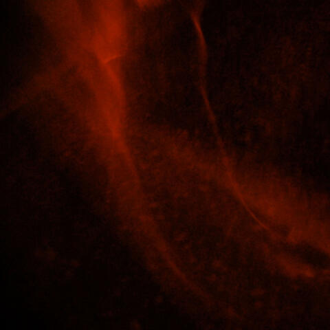 Homo (Original Soundtrack)