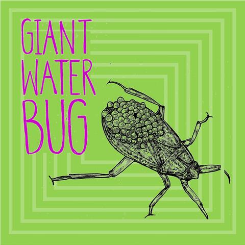 Giant Water Bug