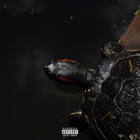 Turtle Soup
