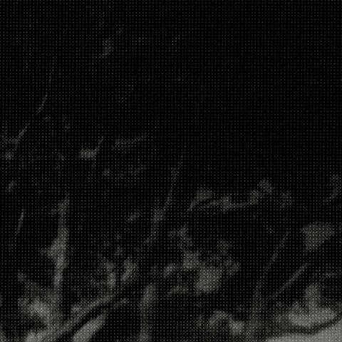 Beautiful Forest