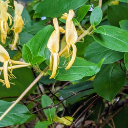 honeysuckle