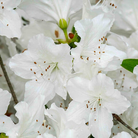 like fluttering flower petals