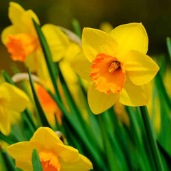 daffodil