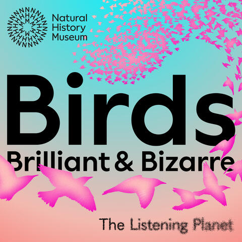 Birds brilliant and bizarre